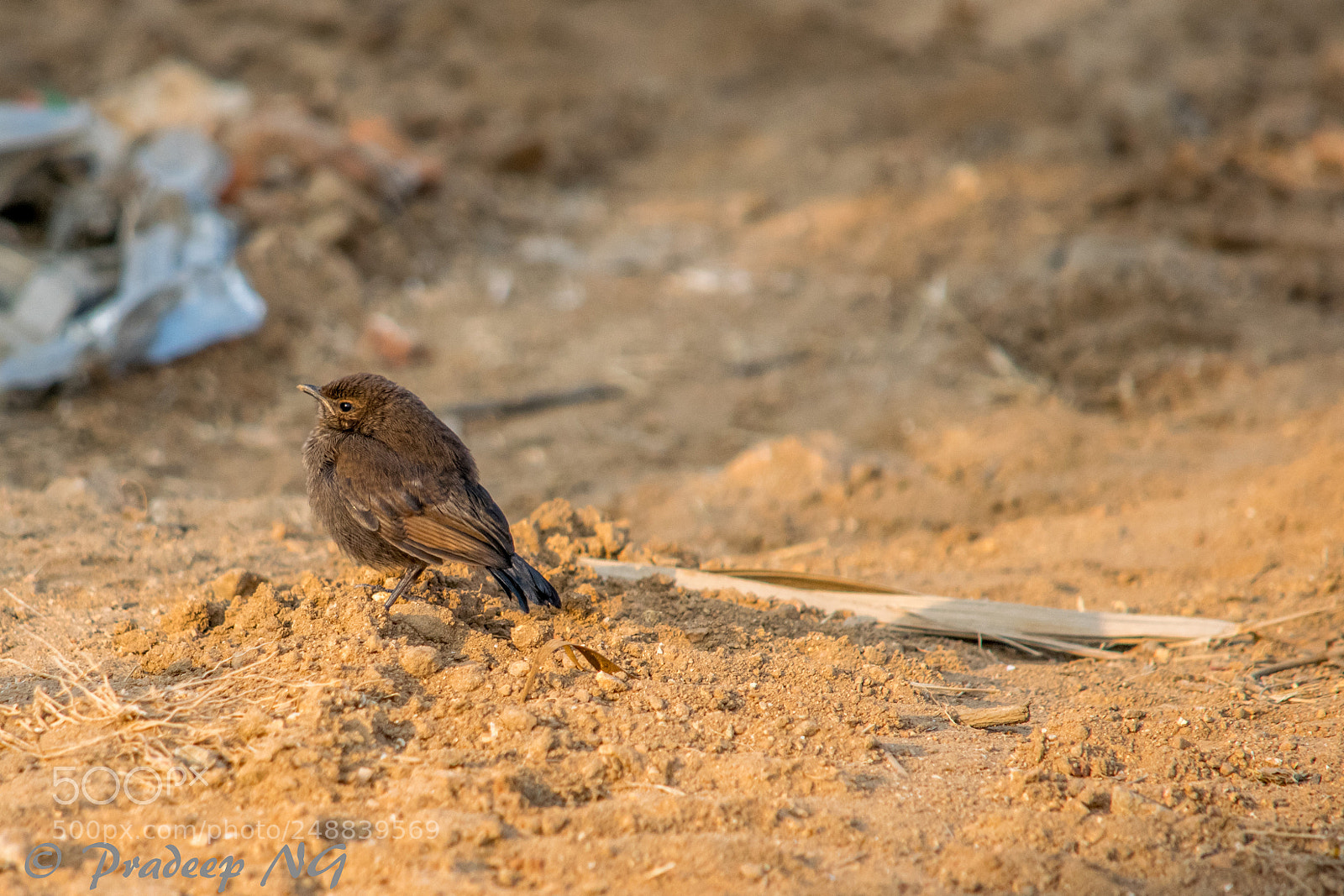 Nikon D3300 sample photo. Indian robin photography
