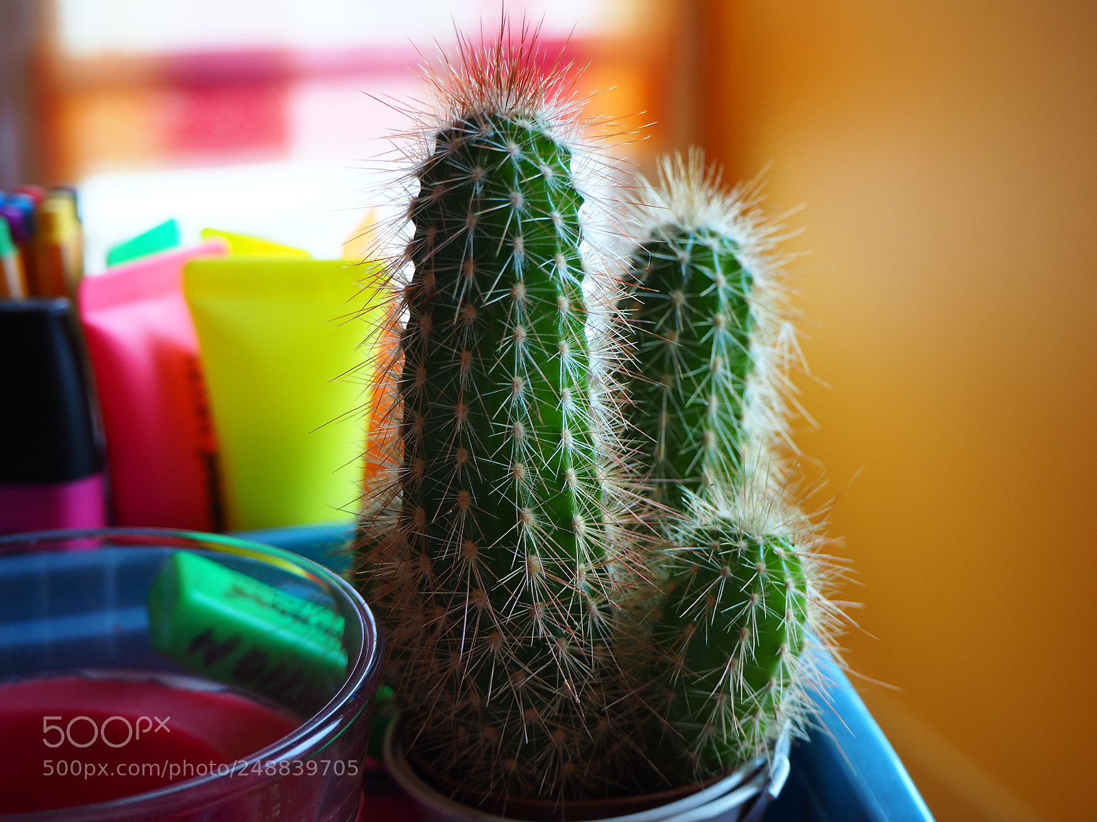 Olympus OM-D E-M10 II sample photo. New camera who dis photography