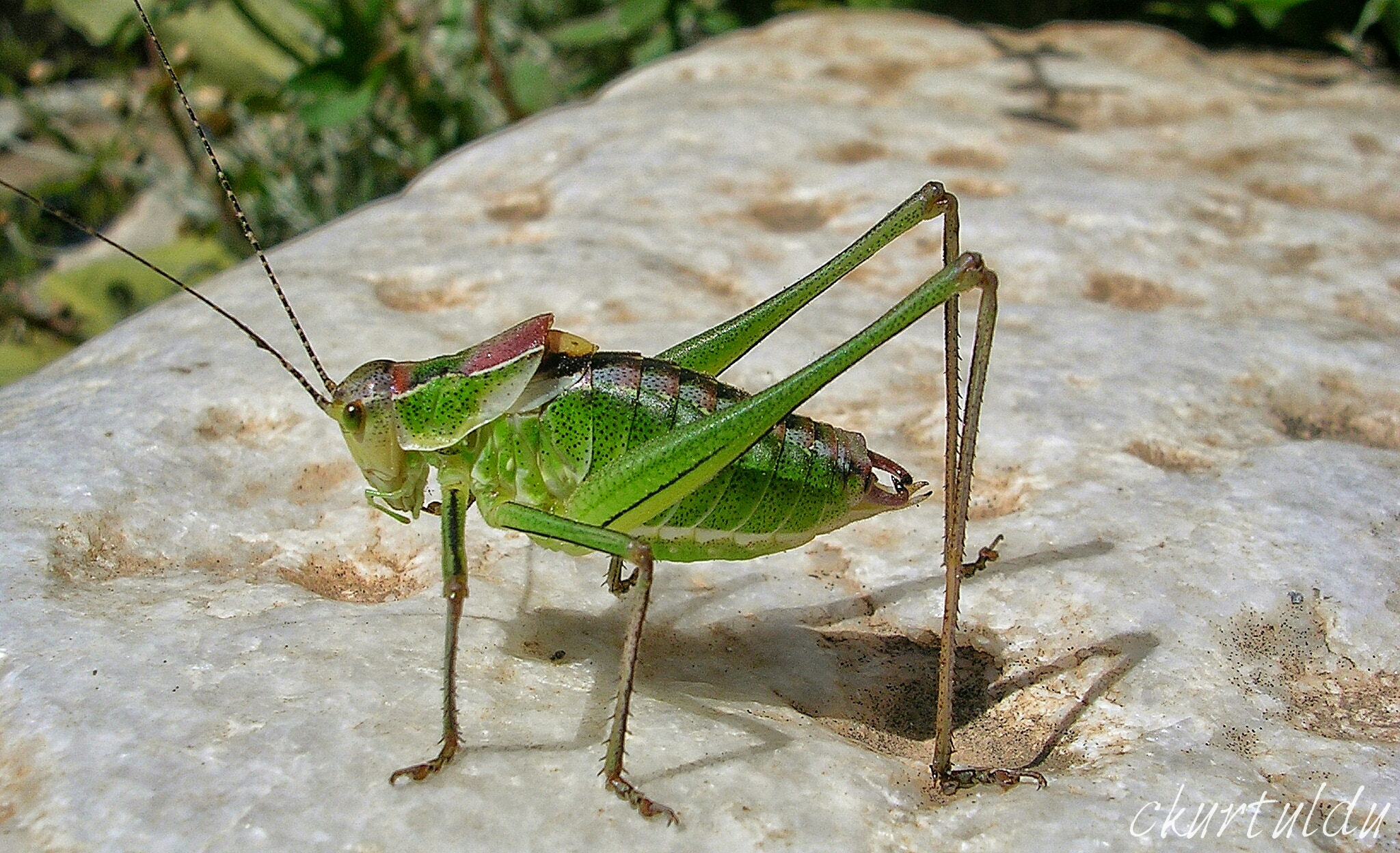 Nikon E3200 sample photo. Grasshopper photography