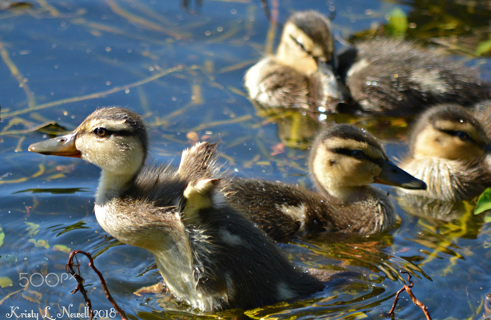 Nikon D5200 sample photo. Ducklings. photography