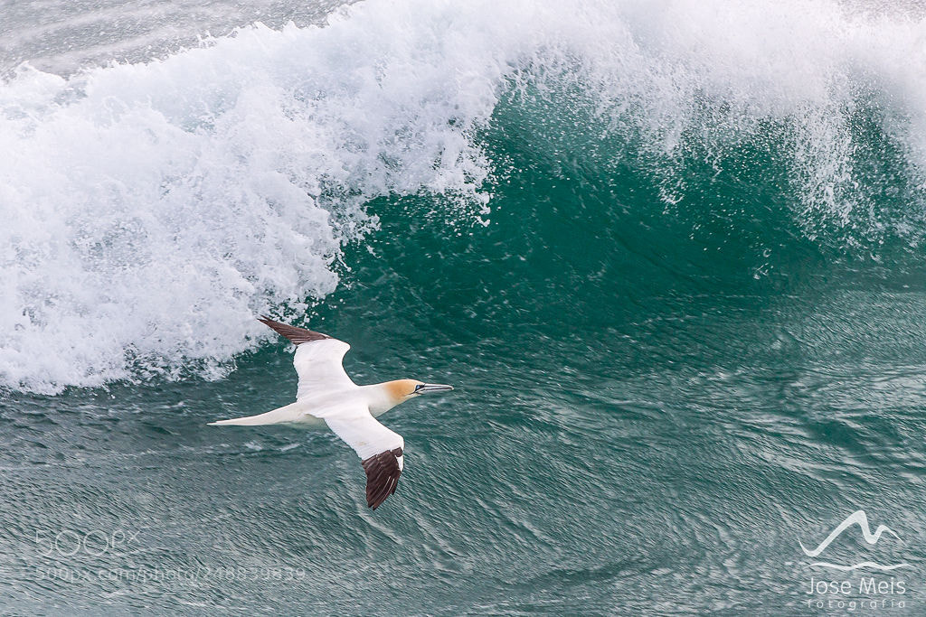 Canon EOS 50D sample photo. Surfing the wave photography
