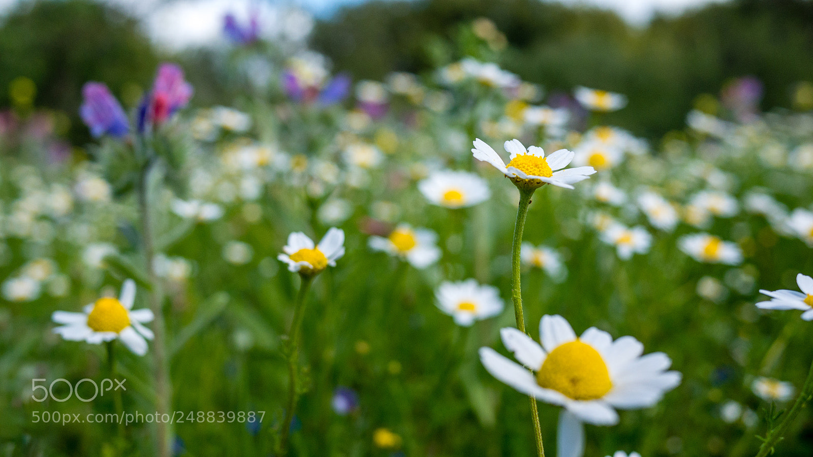 Panasonic Lumix DMC-GX7 sample photo. Untitled photography