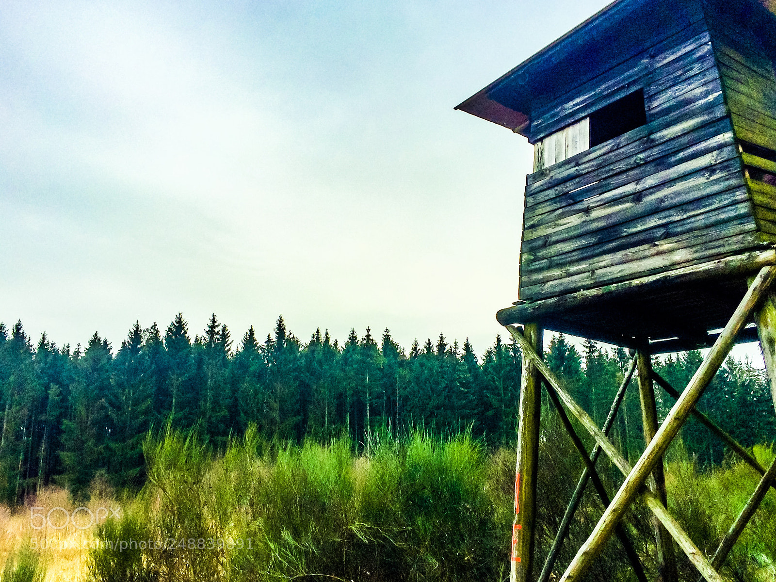 Apple iPhone 5s sample photo. Loneliness in forest photography