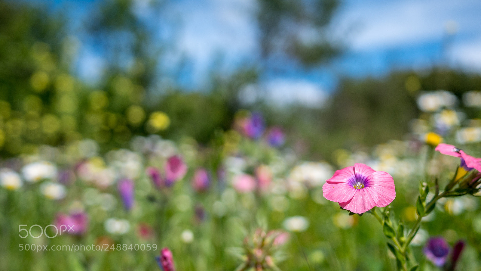 Panasonic Lumix DMC-GX7 sample photo. Untitled photography