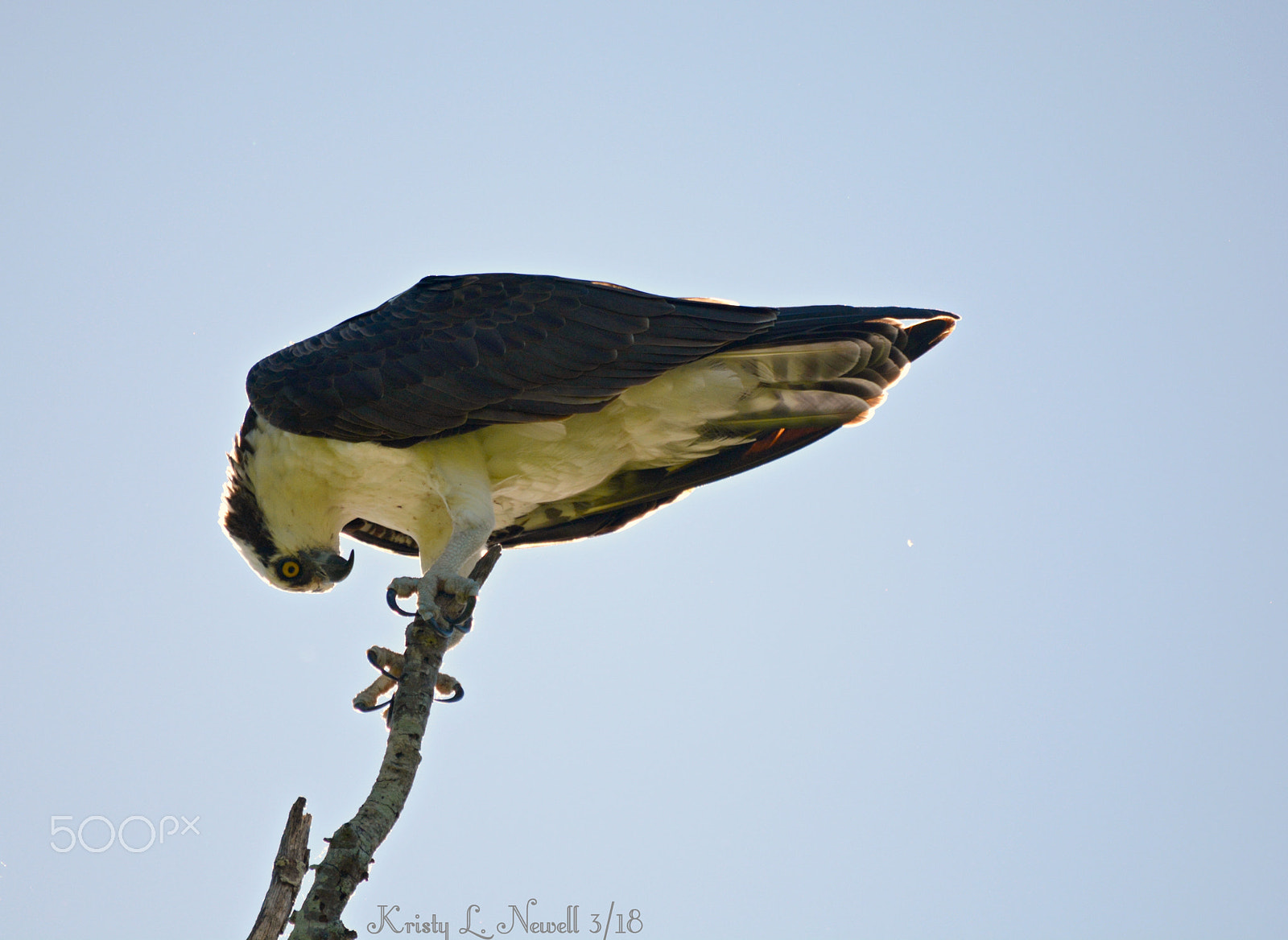 Nikon D5200 sample photo. Intent. photography