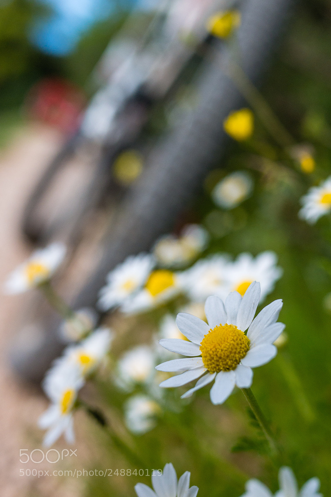 Panasonic Lumix DMC-GX7 sample photo. Untitled photography