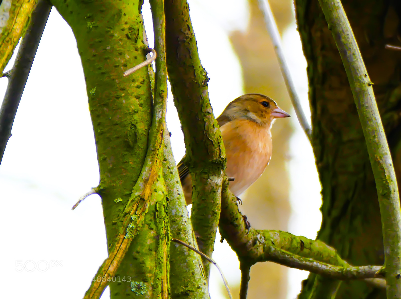 Panasonic Lumix DMC-FZ1000 sample photo. Little bird photography