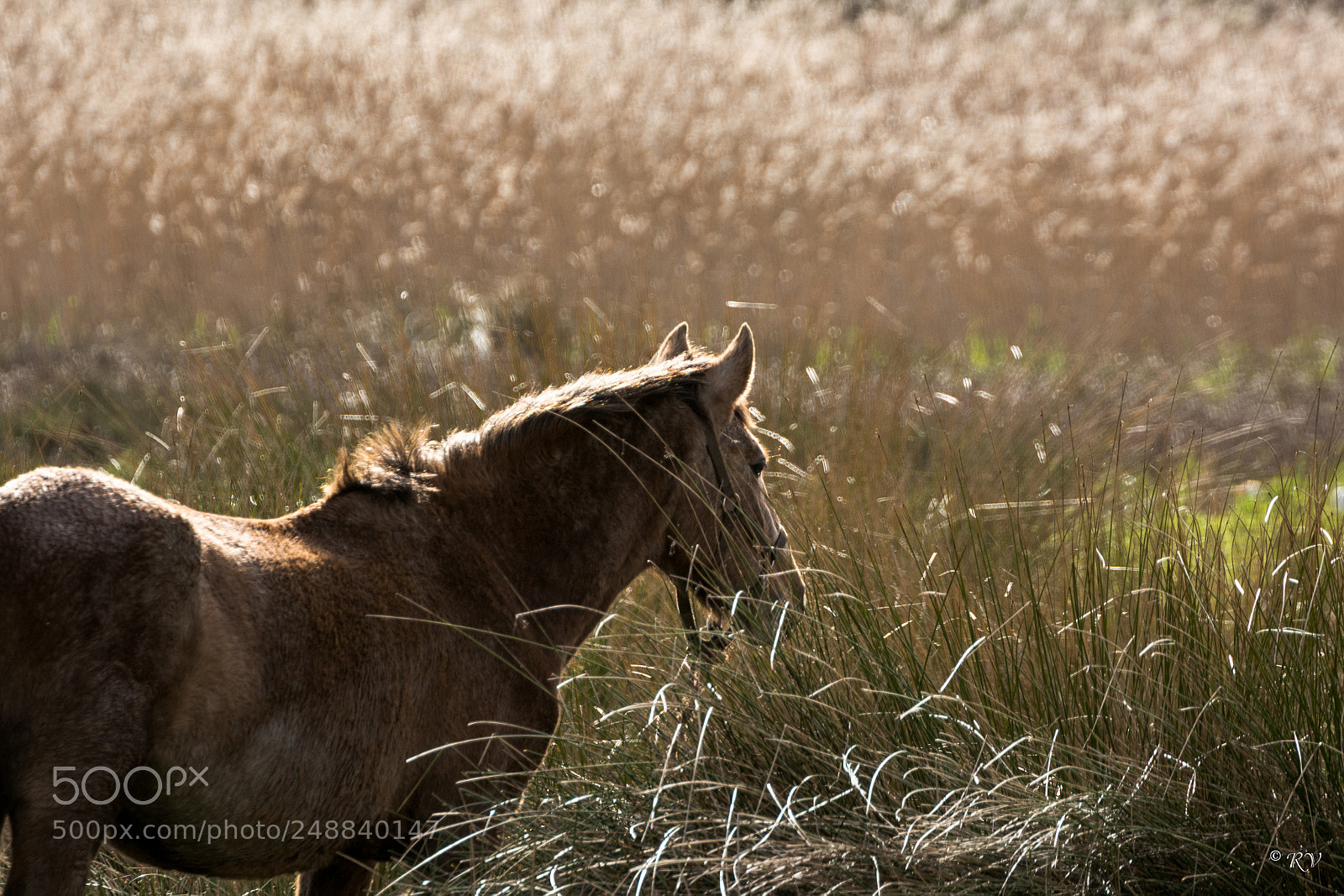 Nikon D7100 sample photo. View photography