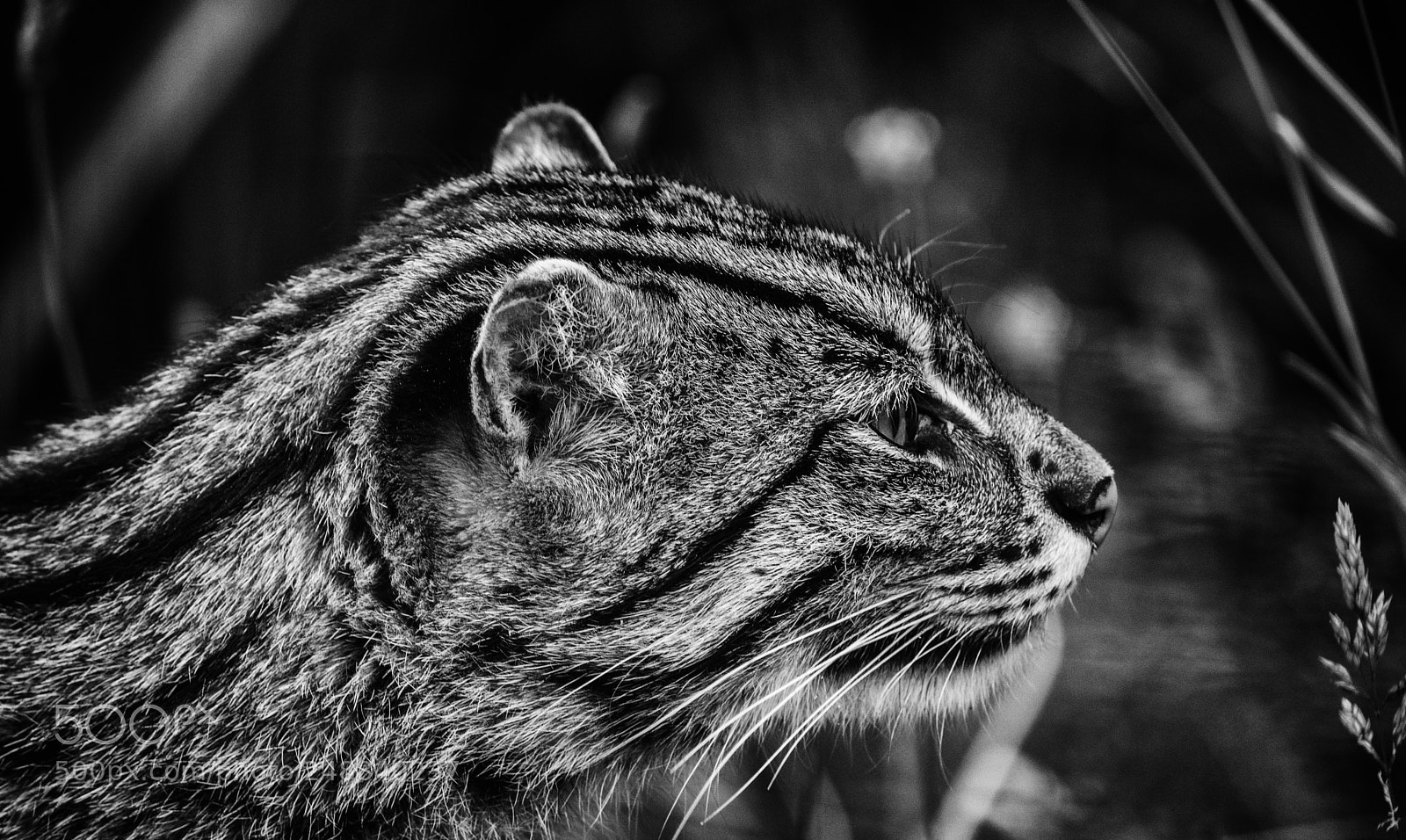 Nikon D7200 sample photo. Fishing cat (prionailurus viverrinus) photography