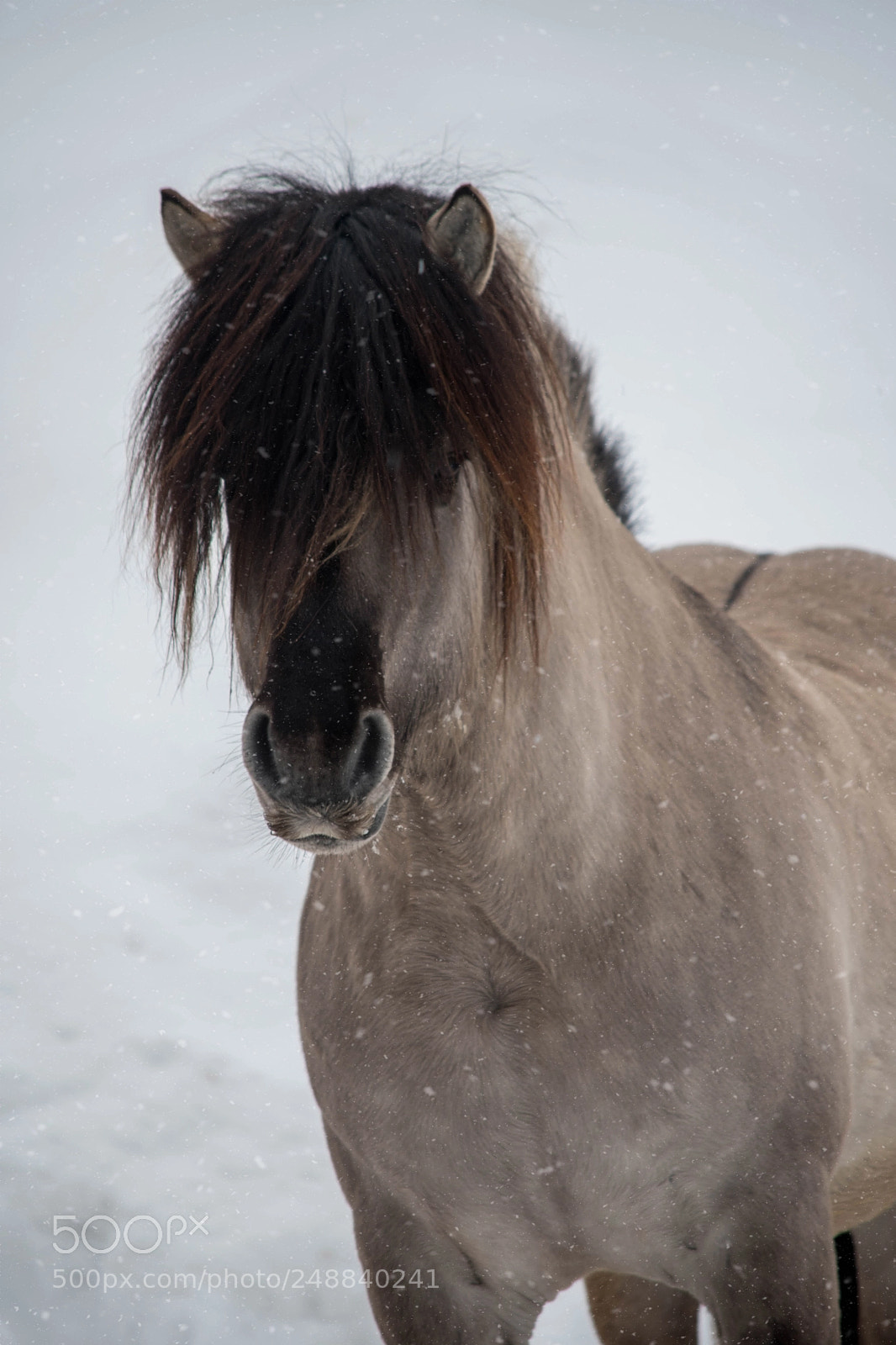 Nikon D7500 sample photo. Sølvprinsen photography