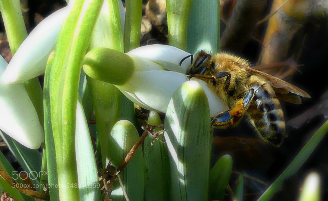 Panasonic Lumix DMC-FZ300 sample photo. Spring breakfast photography
