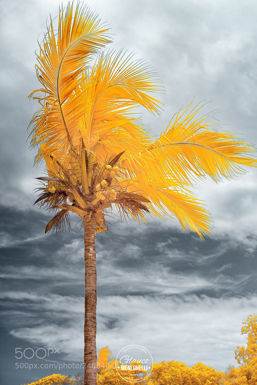 Sony a7 II sample photo. Coconut tree photography