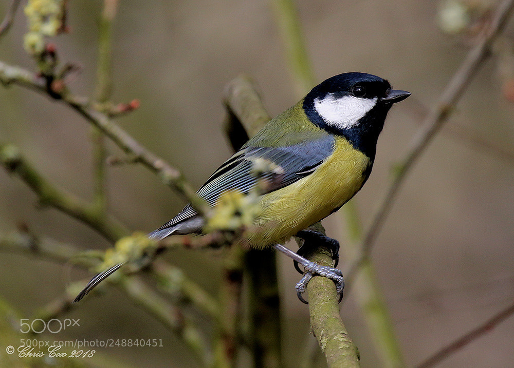 Canon EOS 7D Mark II sample photo. Great tit photography