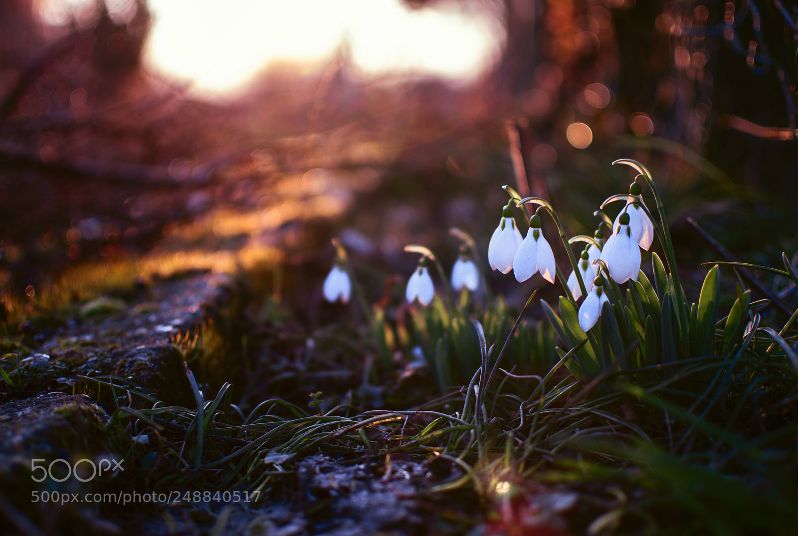 Nikon D3300 sample photo. Spring morning photography