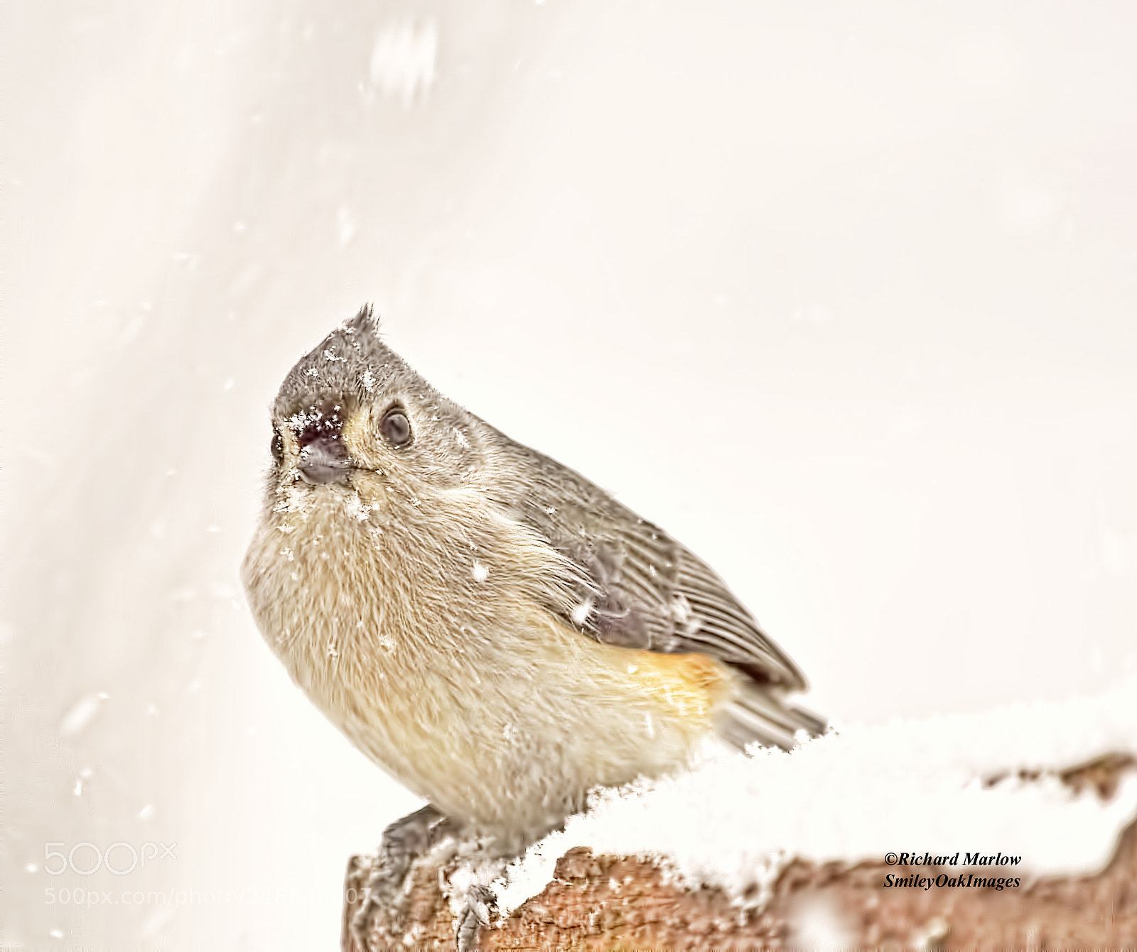 Nikon D5000 sample photo. Tufted titmouse in snow photography