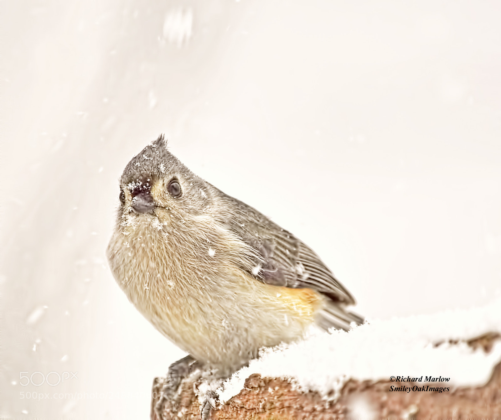 Nikon D5000 sample photo. Tufted titmouse in snow photography