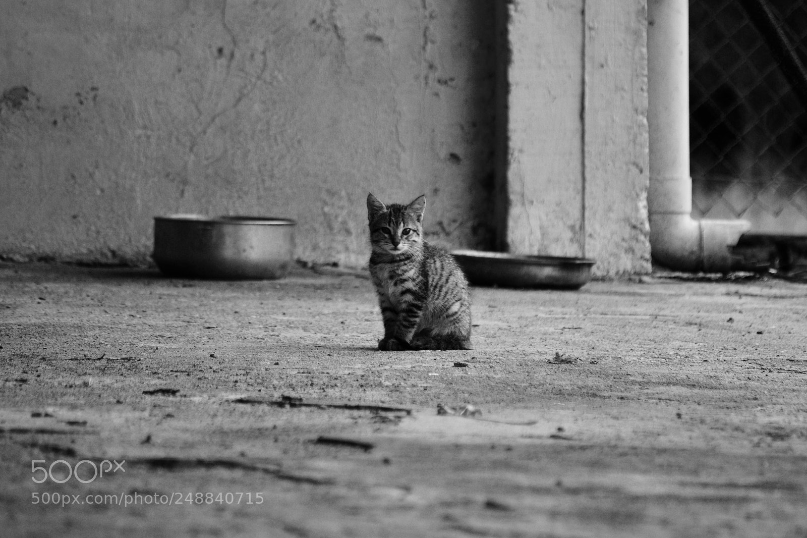 Nikon D3100 sample photo. Untitled photography