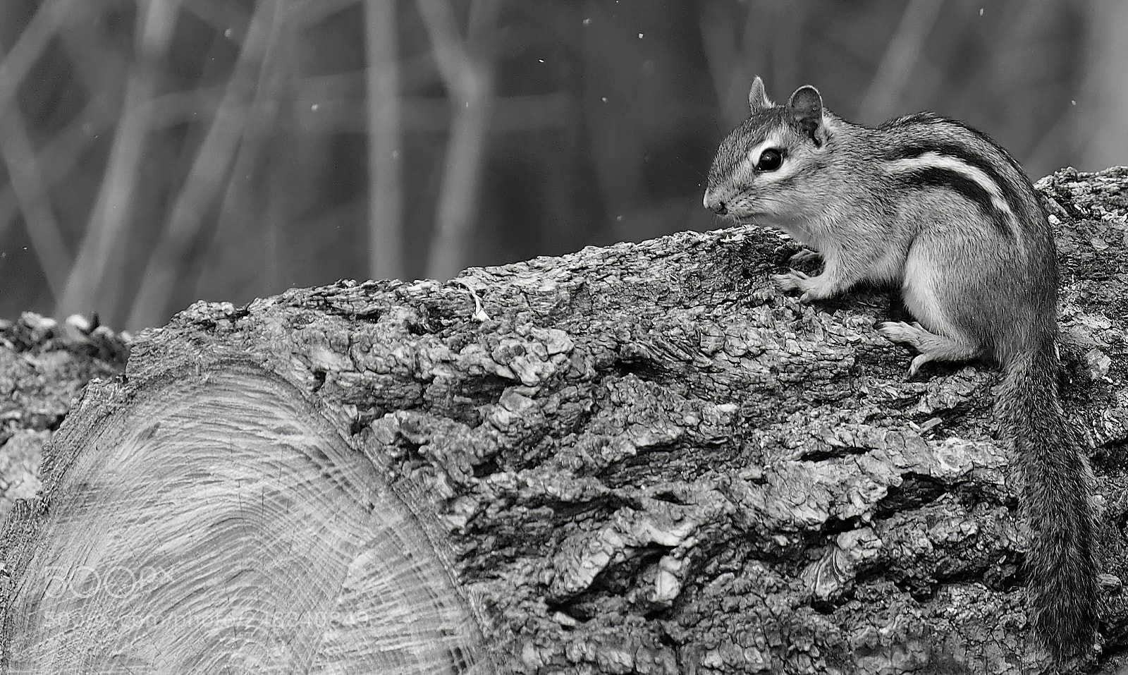 Olympus OM-D E-M5 sample photo. Chipmunk photography