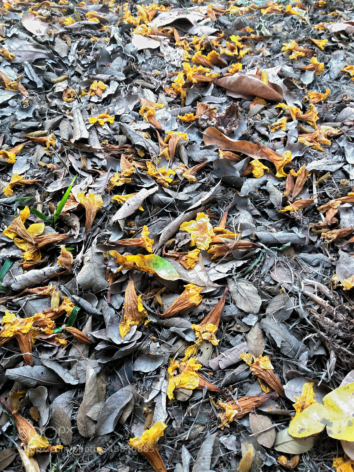 Samsung Galaxy J5(2016) sample photo. After the flourish photography