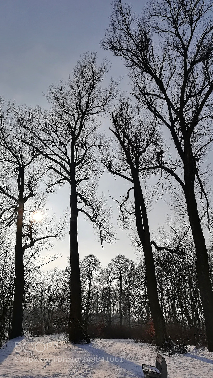 HUAWEI P10 lite sample photo. Trees of winter photography