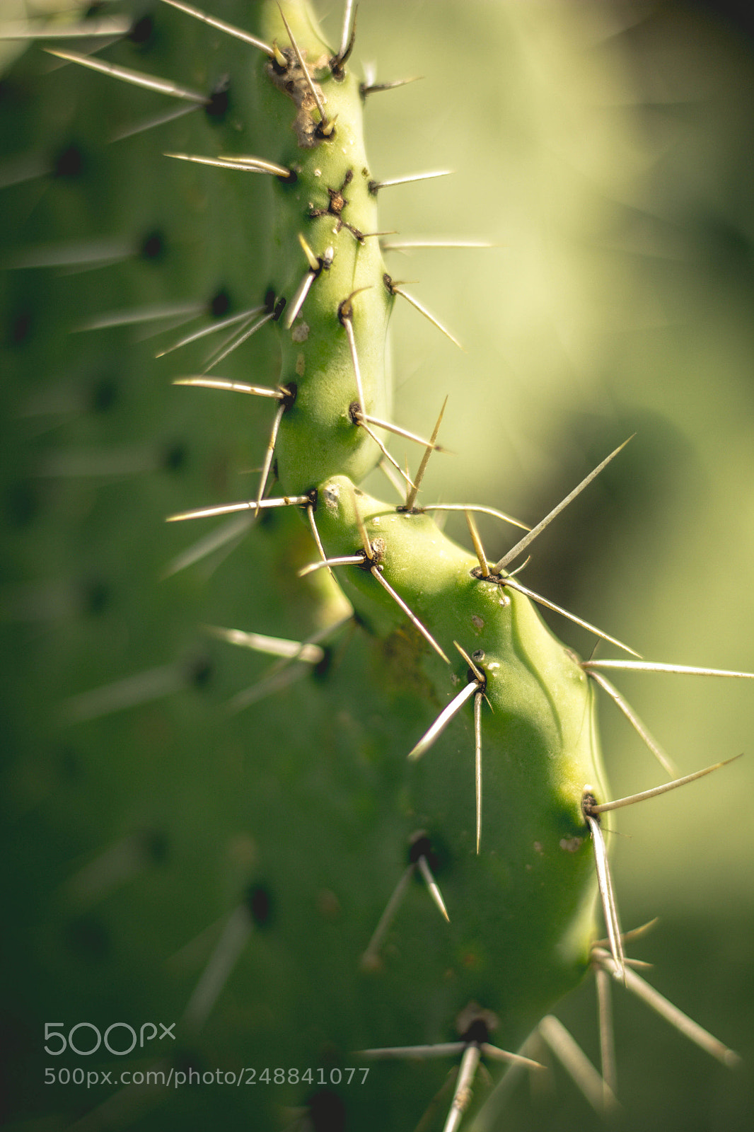 Canon EOS 550D (EOS Rebel T2i / EOS Kiss X4) sample photo. Spikes in the desert photography