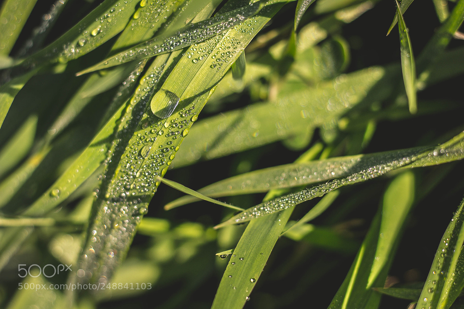 Canon EOS 550D (EOS Rebel T2i / EOS Kiss X4) sample photo. A million drops photography