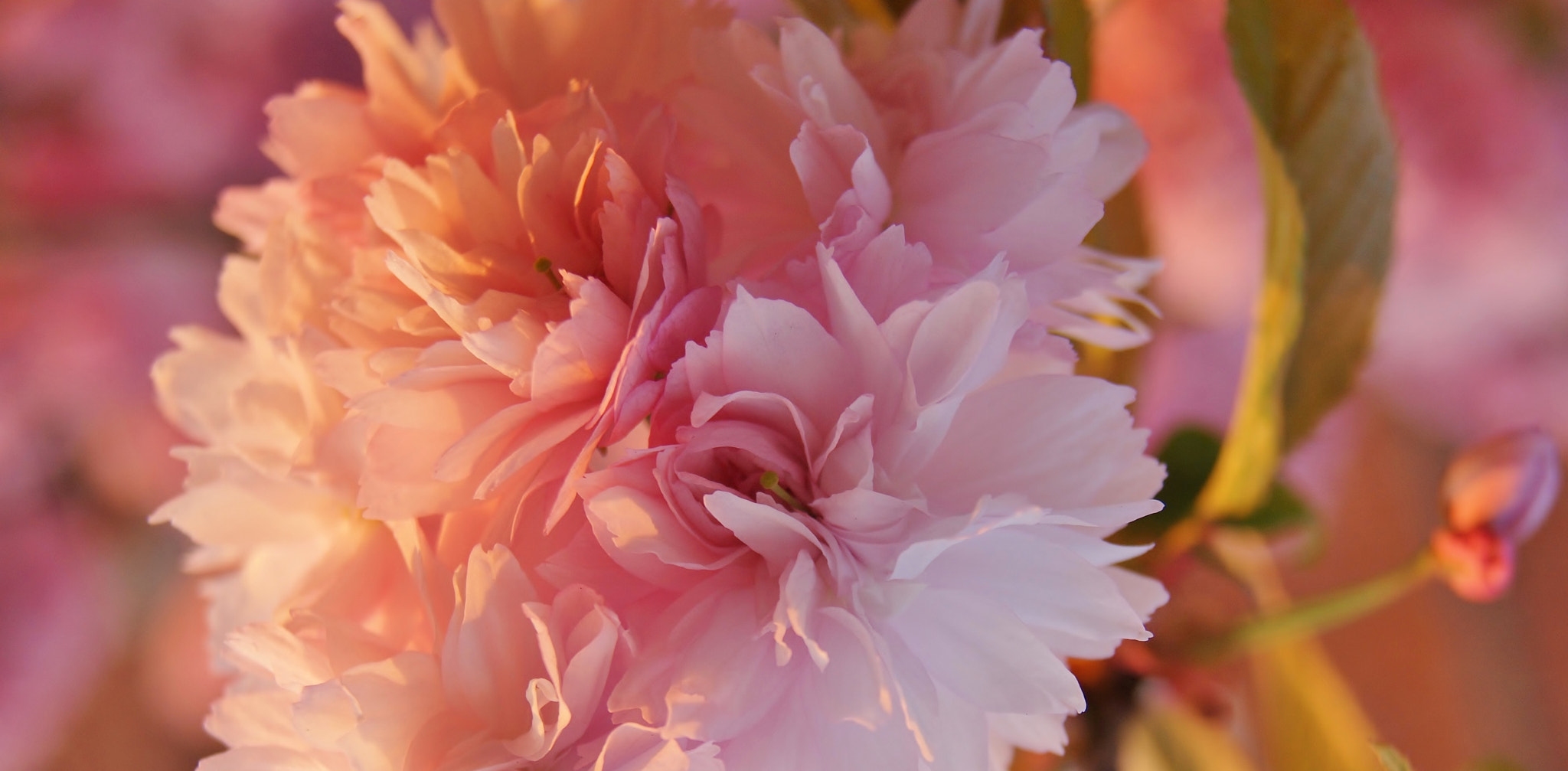 Sony Alpha DSLR-A380 sample photo. Sunset cherry blossom memory.... photography