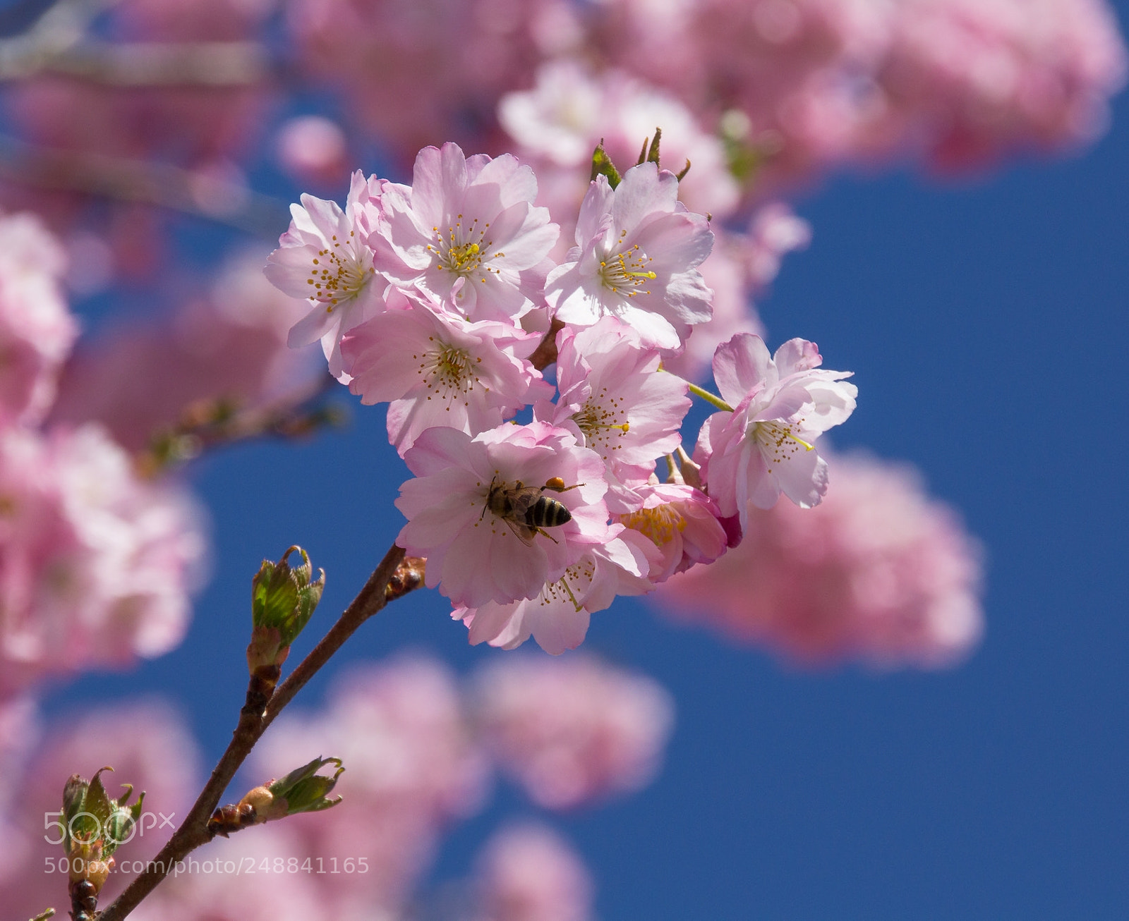 Canon EOS 1200D (EOS Rebel T5 / EOS Kiss X70 / EOS Hi) sample photo. Bloomsoming at trees photography