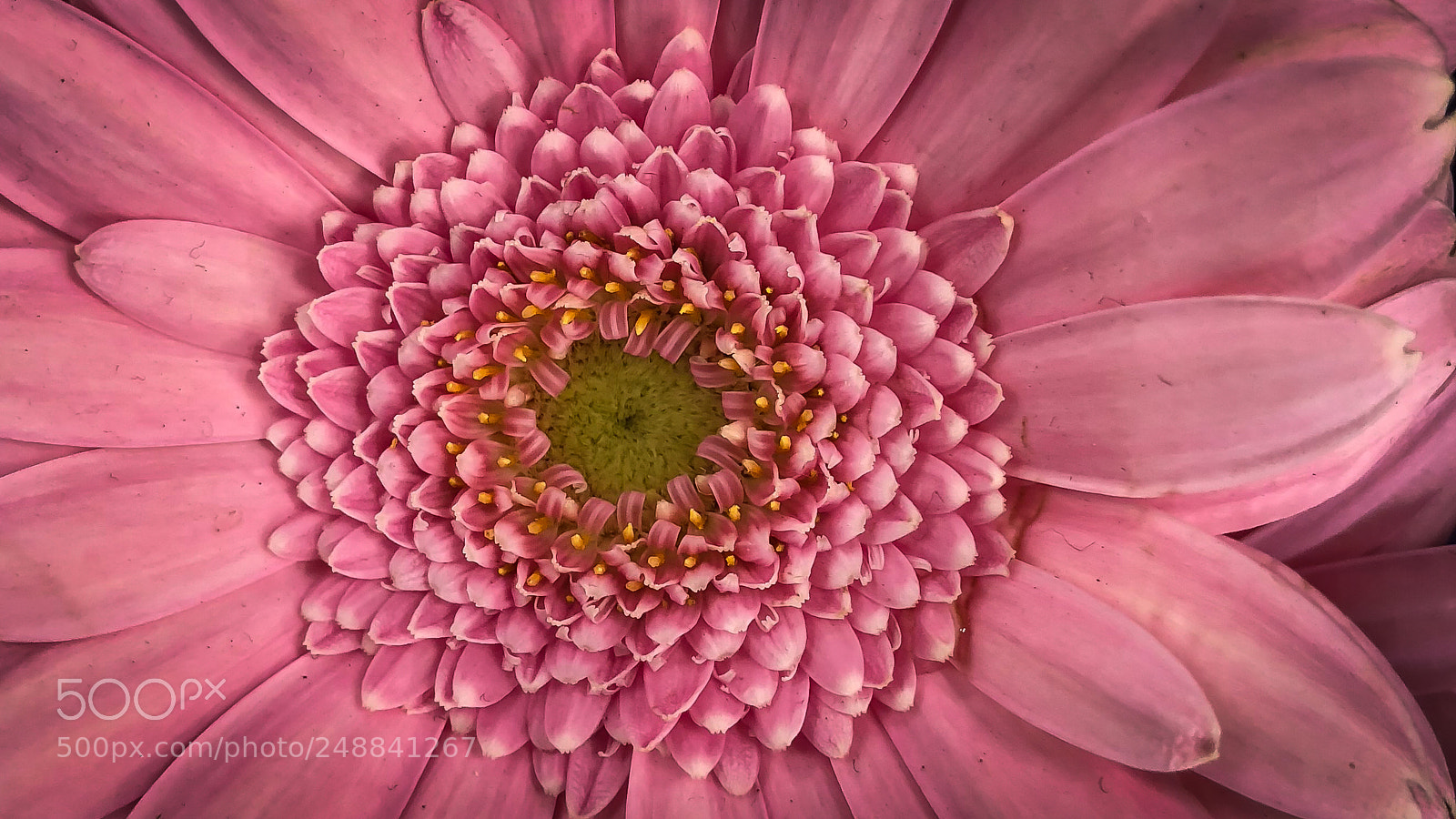 Apple iPhone X sample photo. Pink pink photography