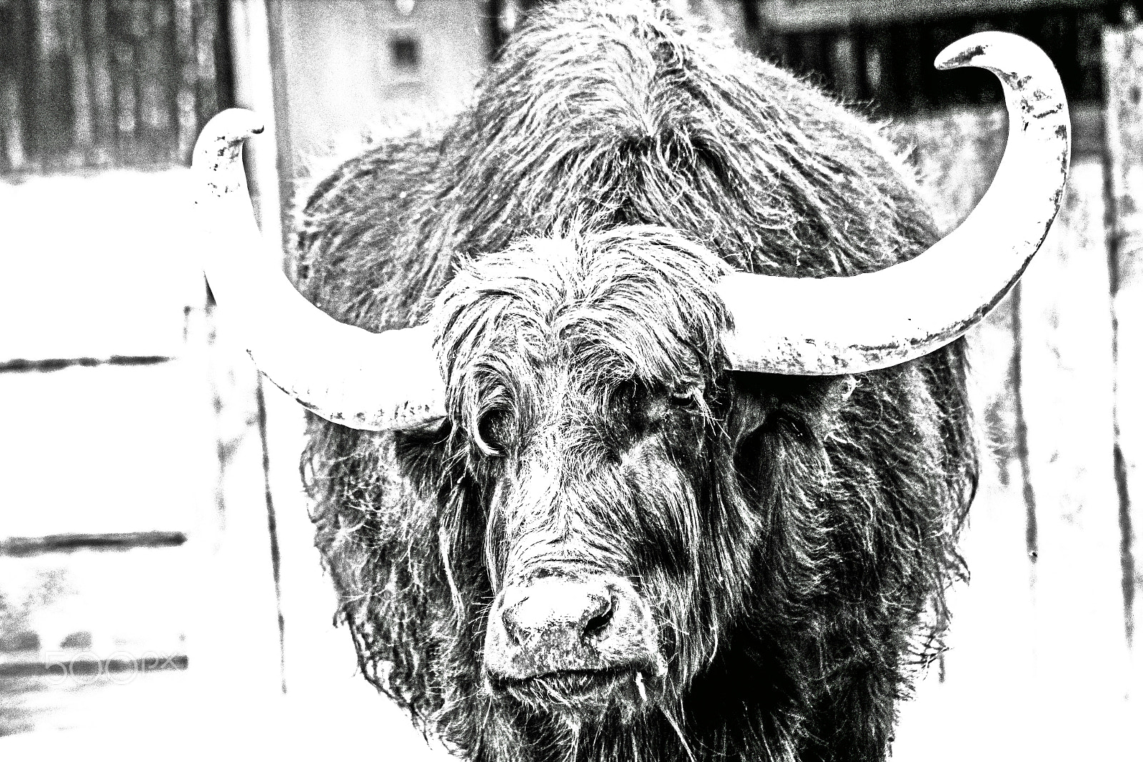 Canon EOS 600D (Rebel EOS T3i / EOS Kiss X5) sample photo. Cow photography