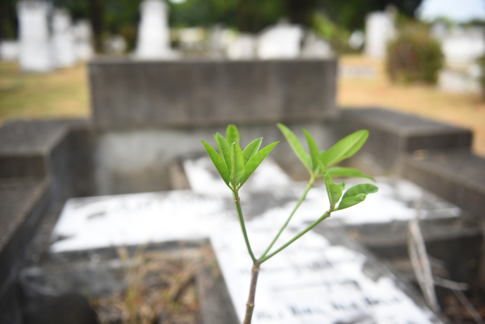 Nikon AF-S Nikkor 24-70mm F2.8G ED sample photo. Dutch kerkhof poucut cemetery photography