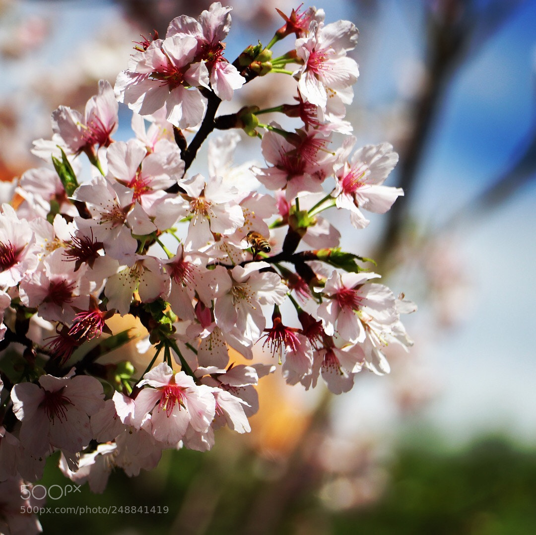 Canon EOS 800D (EOS Rebel T7i / EOS Kiss X9i) sample photo. Cherryblossom with bee photography