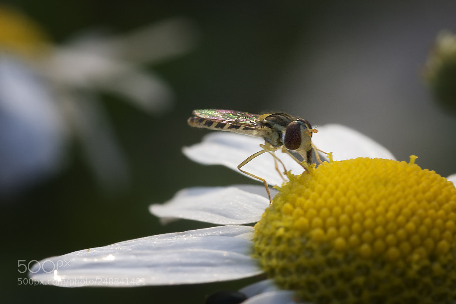 Canon EOS 40D sample photo. What's the buzz! photography