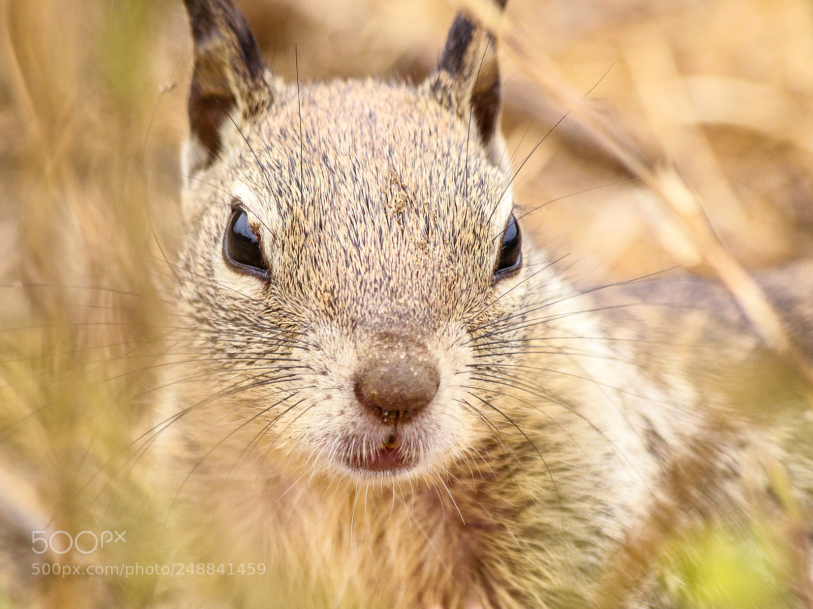 Canon EOS 60D sample photo. Squirrel photography