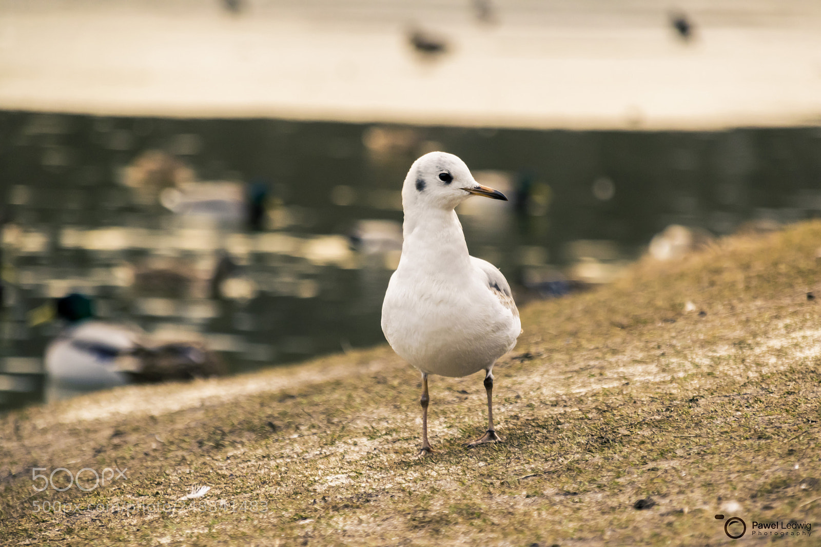 Nikon D5300 sample photo. Young black-headed gull photography