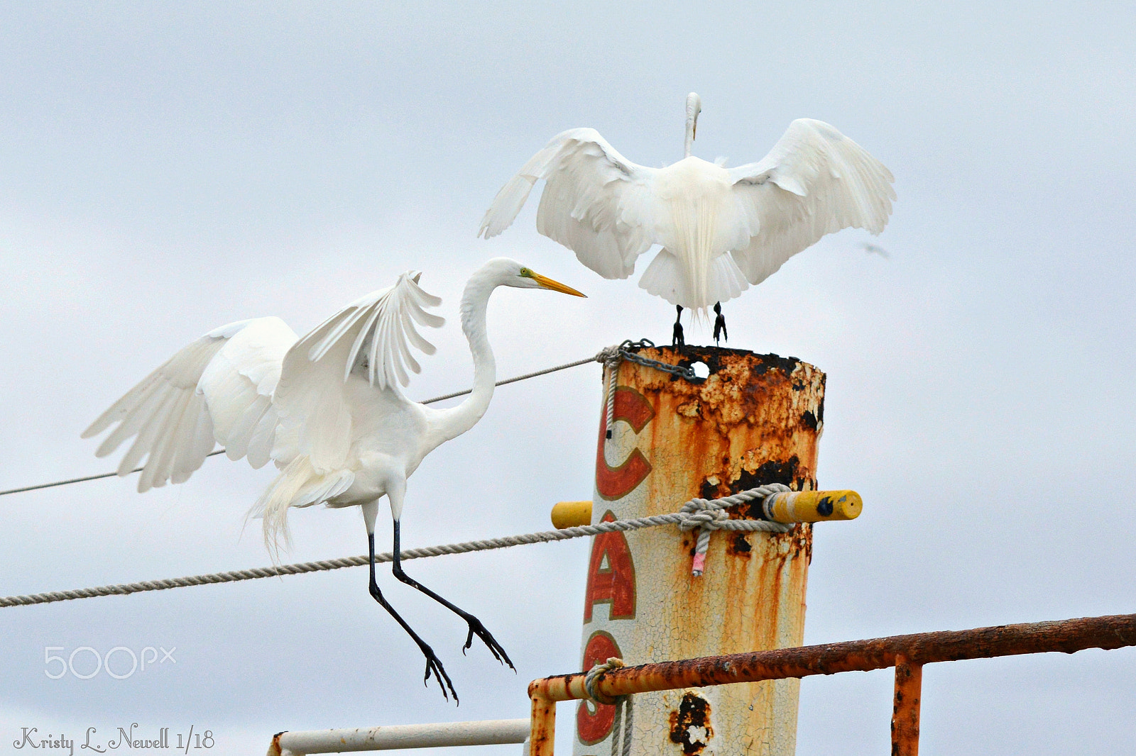 Nikon D5200 sample photo. Egrets photography