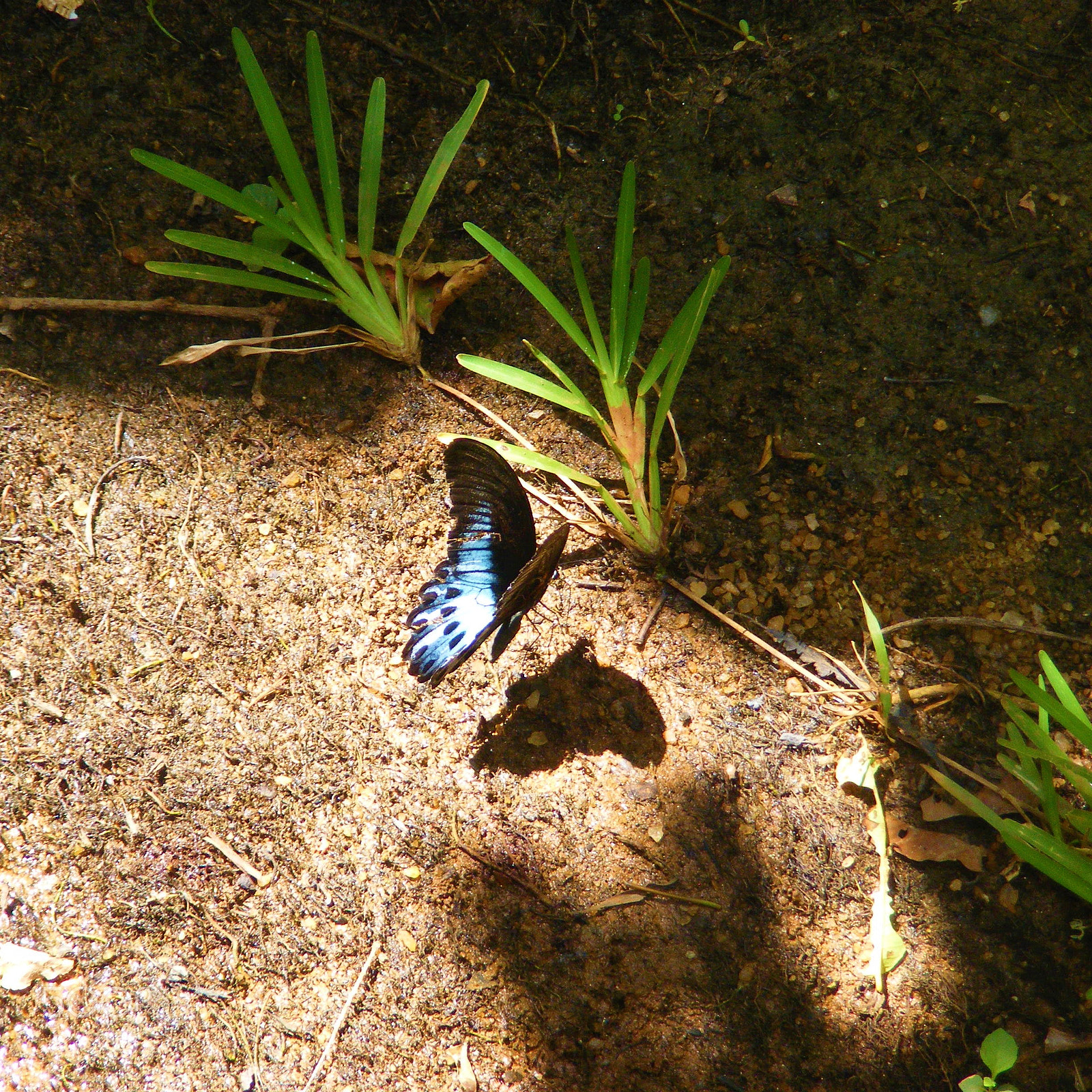 Fujifilm FinePix S5800 S800 sample photo. Butterfly shadow photography