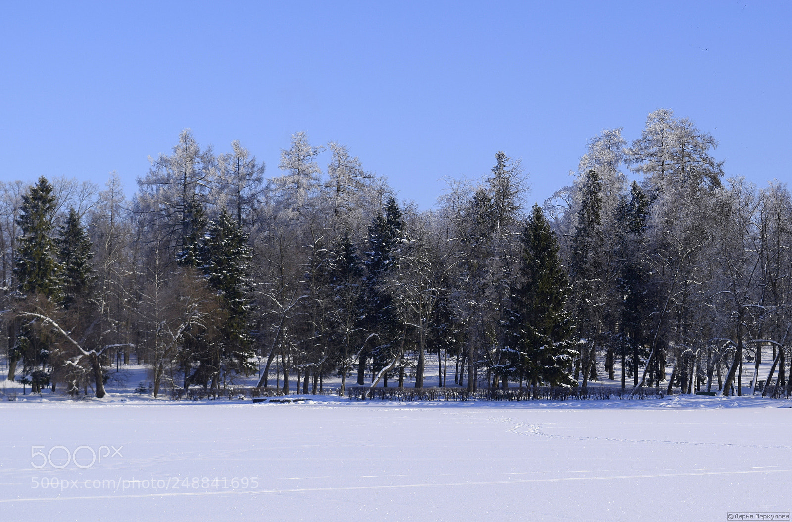 Nikon D3300 sample photo. Заснеженные деревья photography
