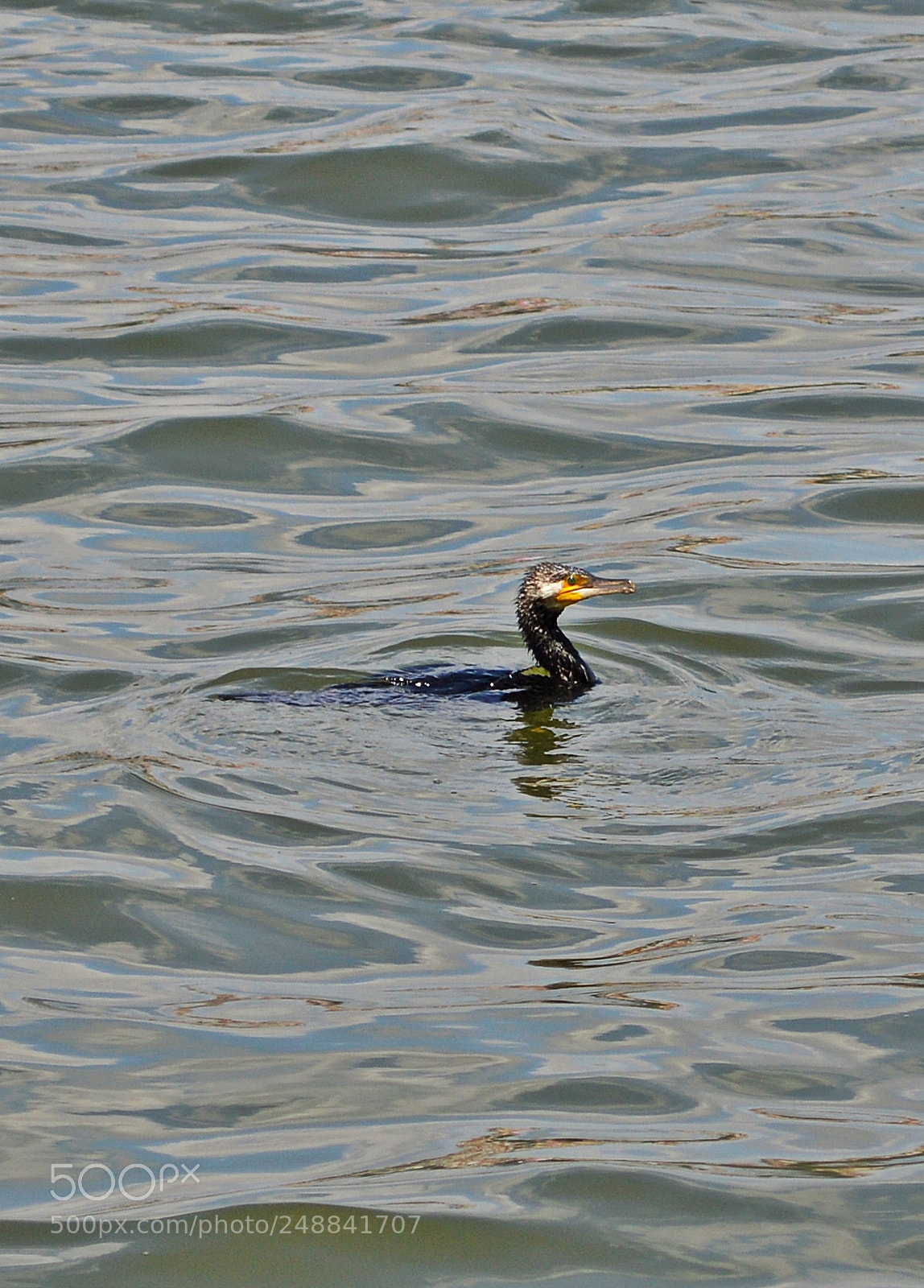 Nikon D3200 sample photo. Cormorant photography