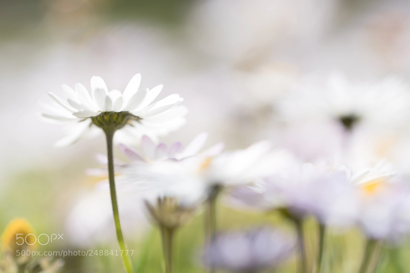 Sony a7R II sample photo. Daisy photography