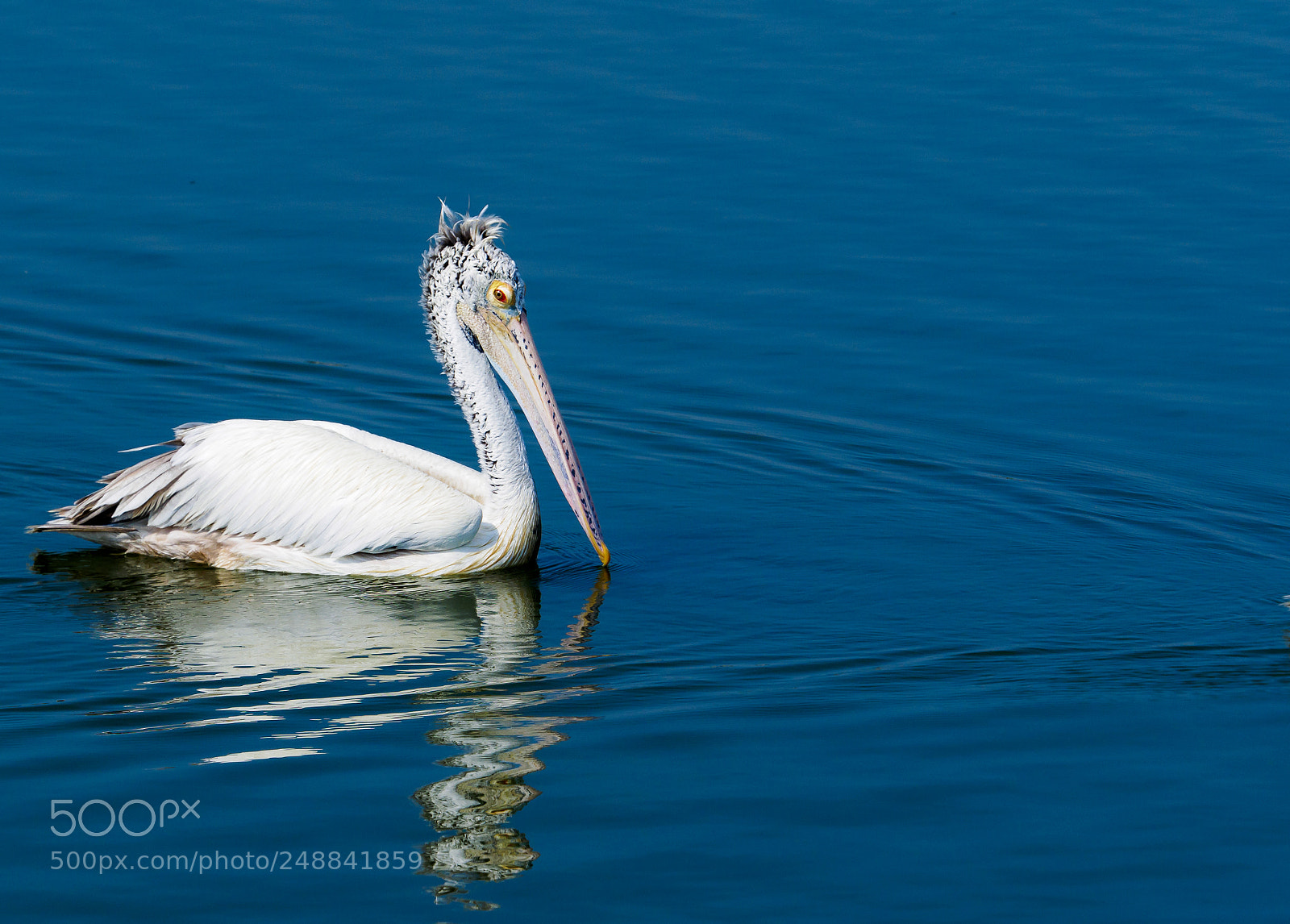 Olympus OM-D E-M1 sample photo. Spot-billed pelican photography
