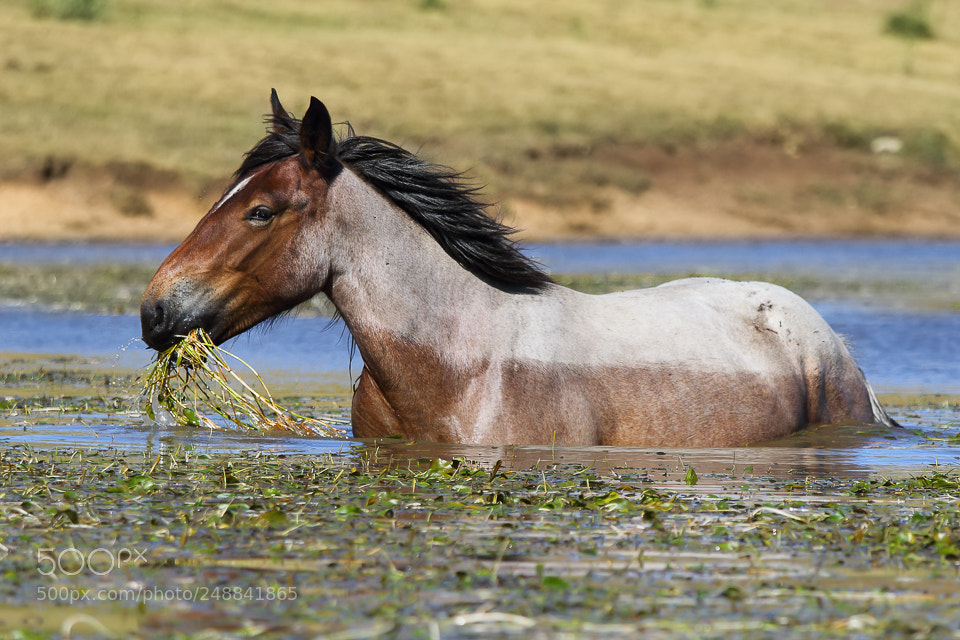 Canon EOS 7D Mark II sample photo. In the lake photography