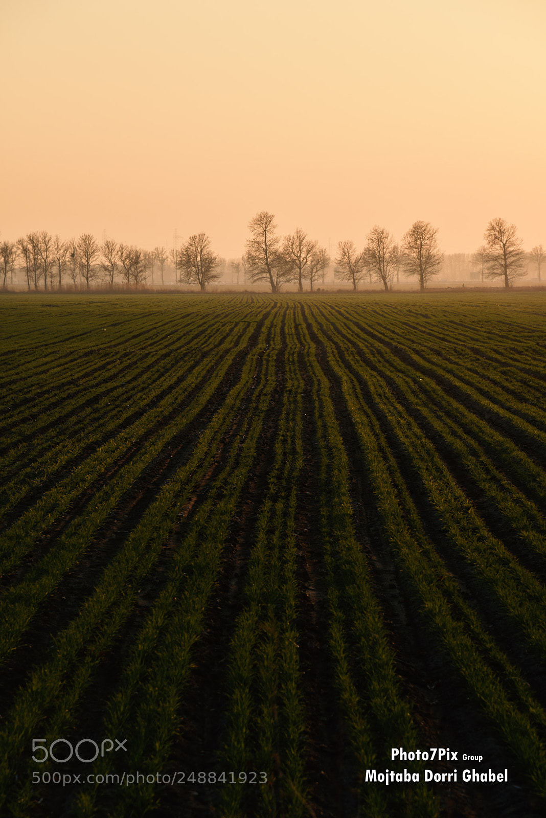 Nikon D810 sample photo. Dust on fields photography