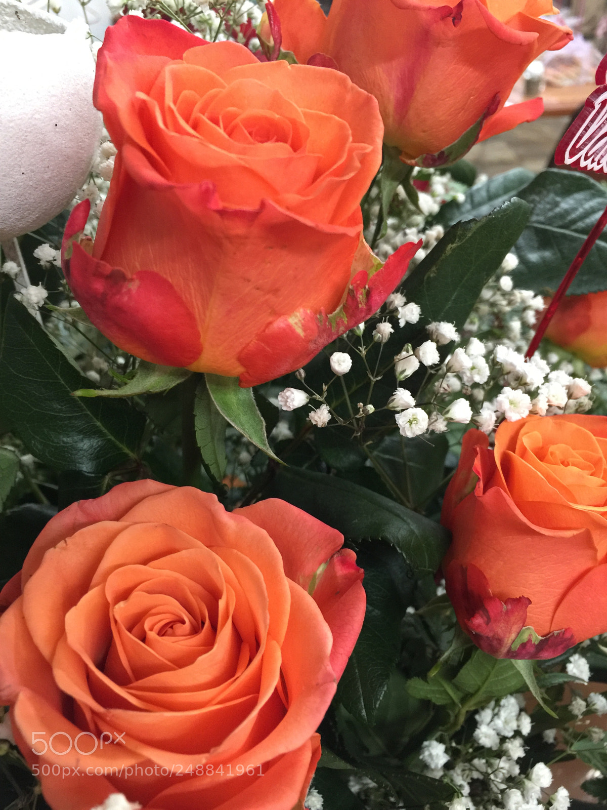 Apple iPhone 6 Plus sample photo. Today’s flower photography