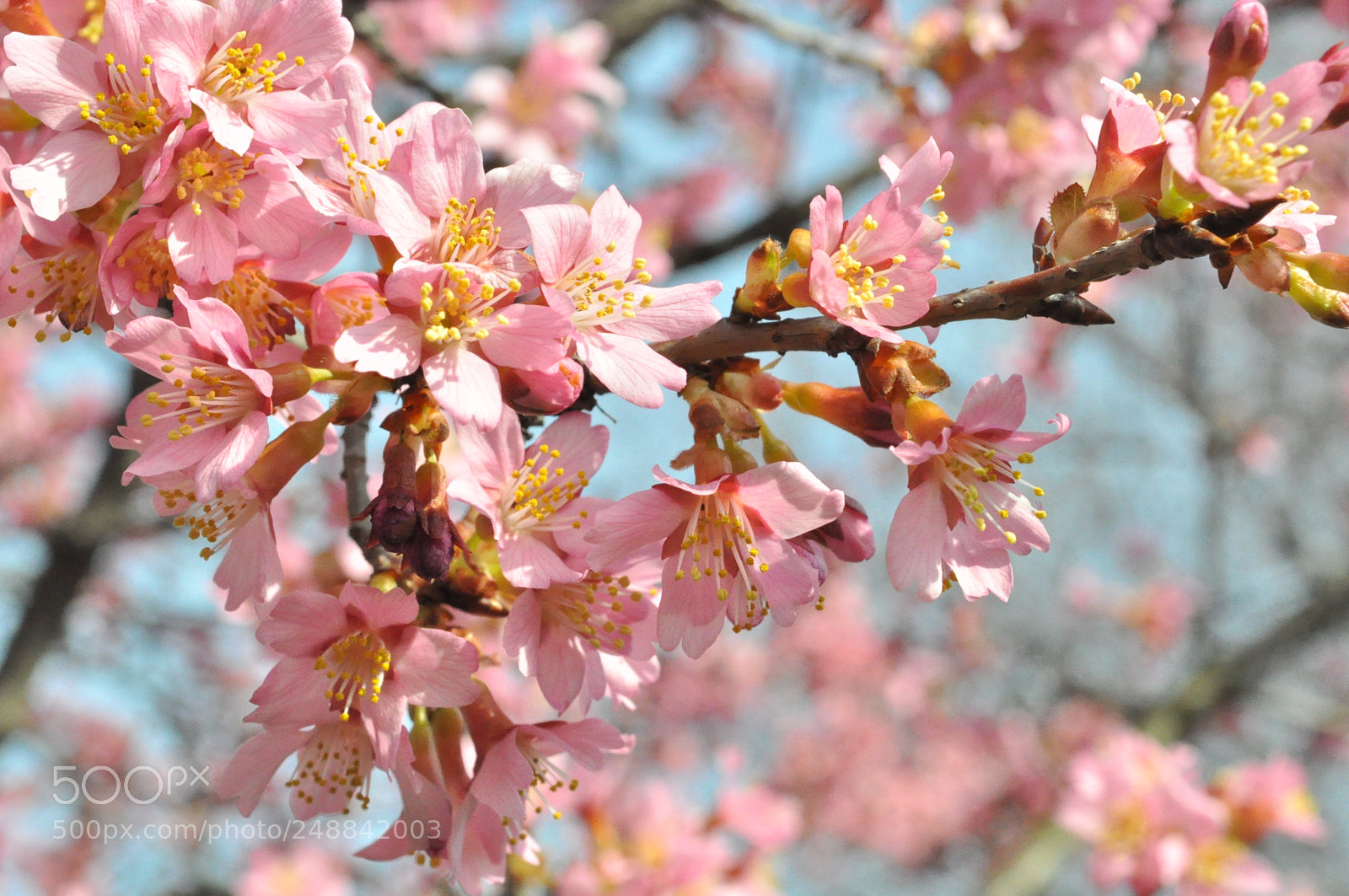 Nikon D5000 sample photo. In bloom photography
