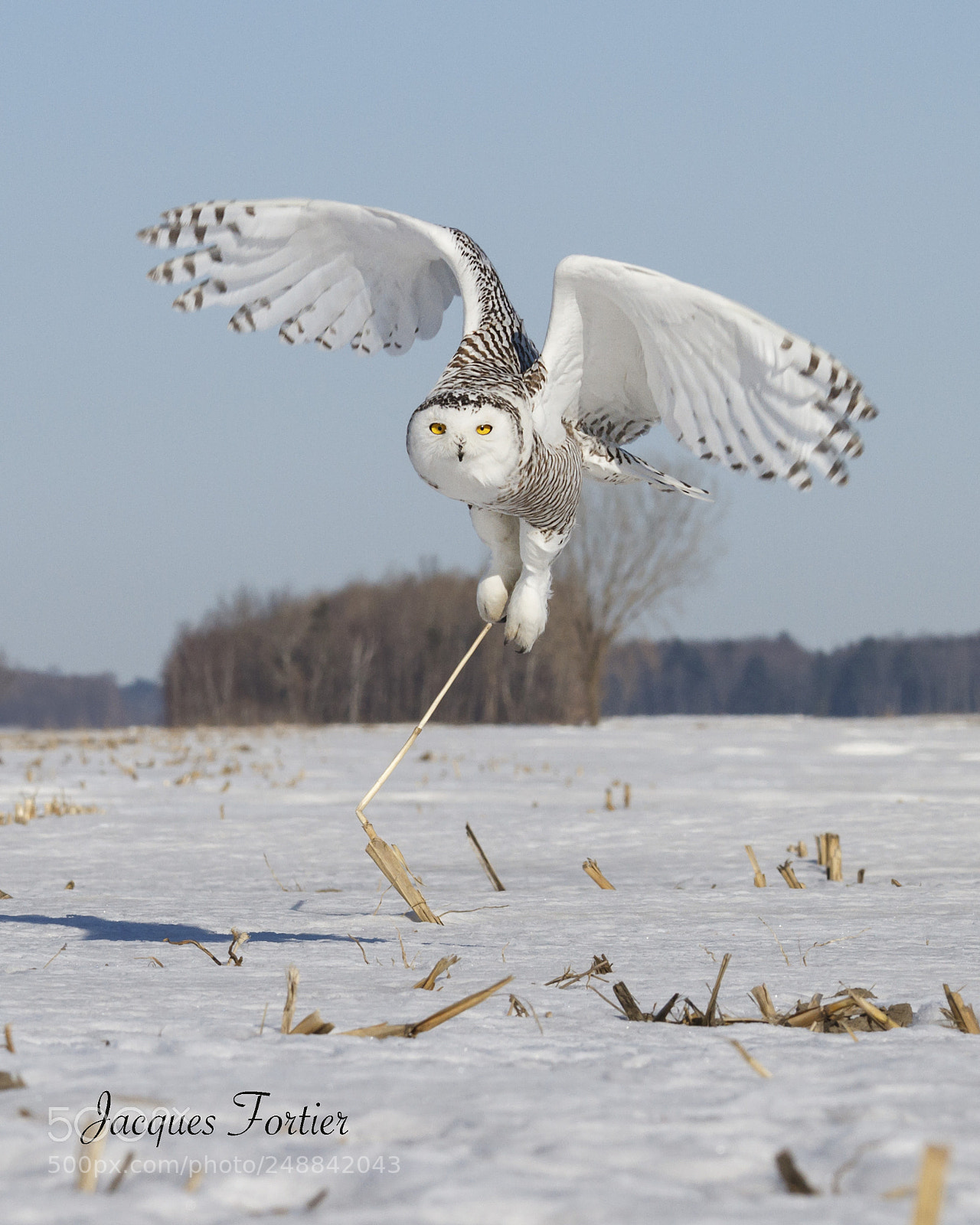 Canon EOS 7D sample photo. Snowy owl photography