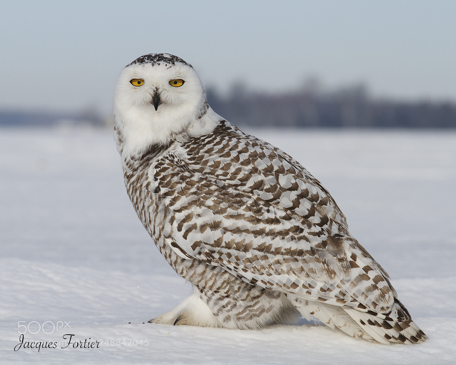 Canon EOS 7D sample photo. Snowy owl photography