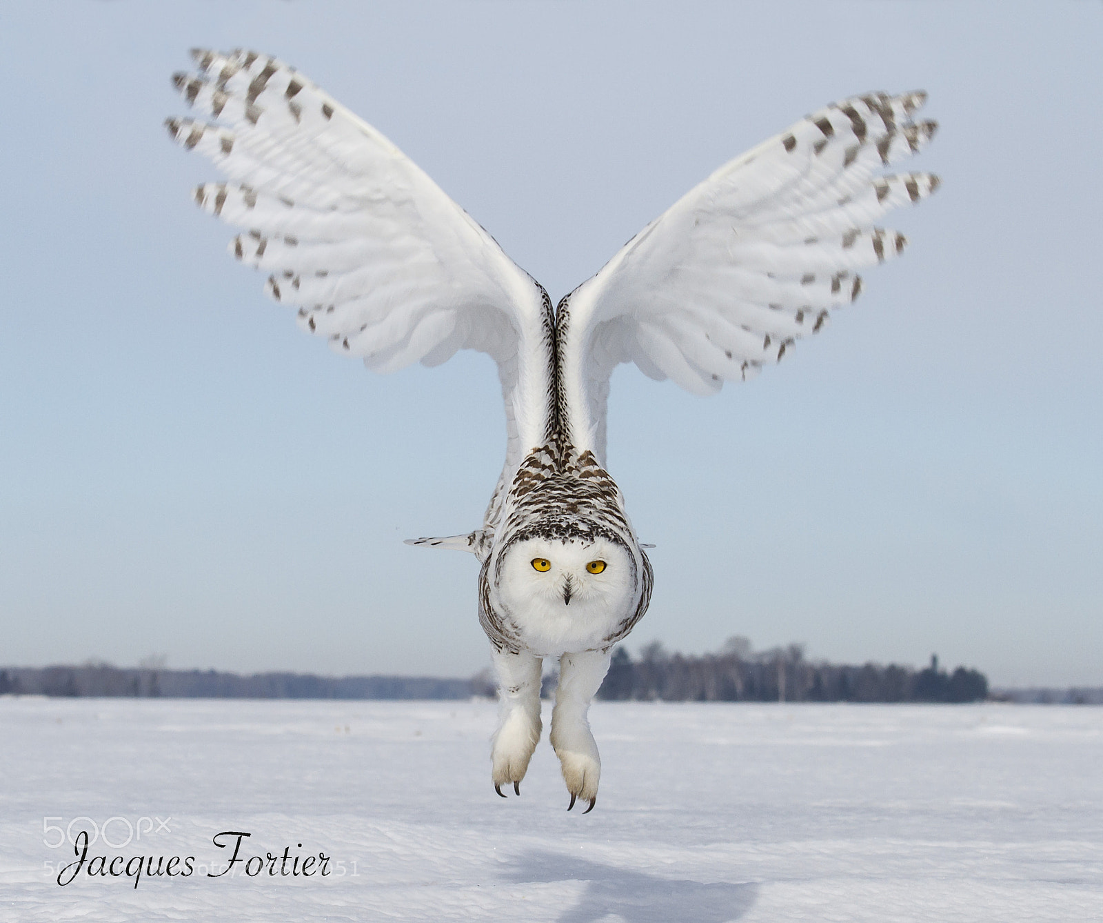 Canon EOS 7D sample photo. Snowy owl photography