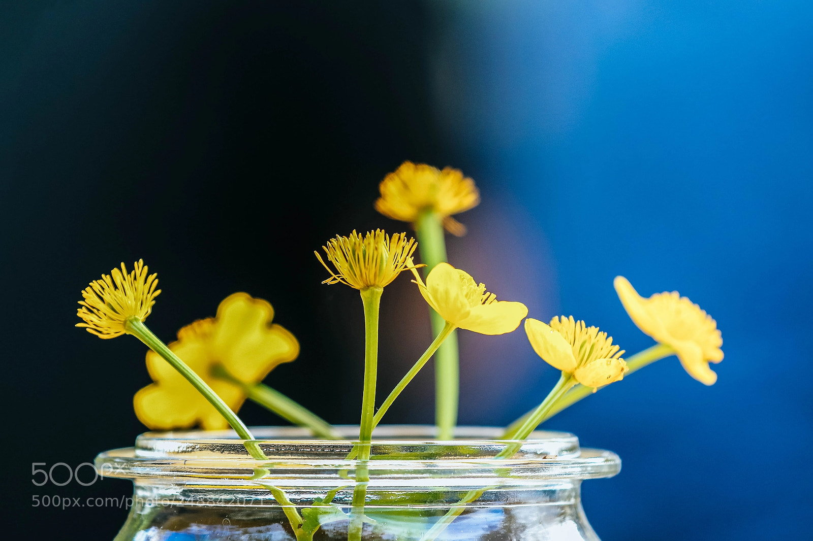 Canon EOS 7D Mark II sample photo. Flowers... photography