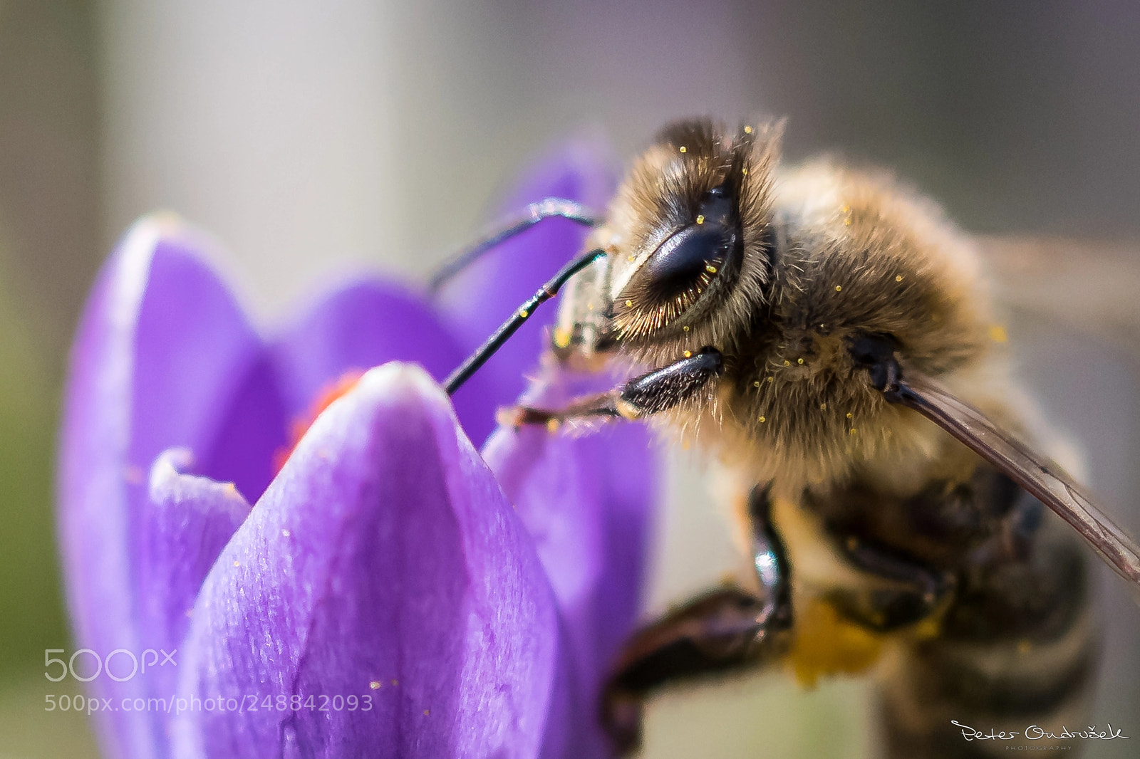Nikon D850 sample photo. Bee photography